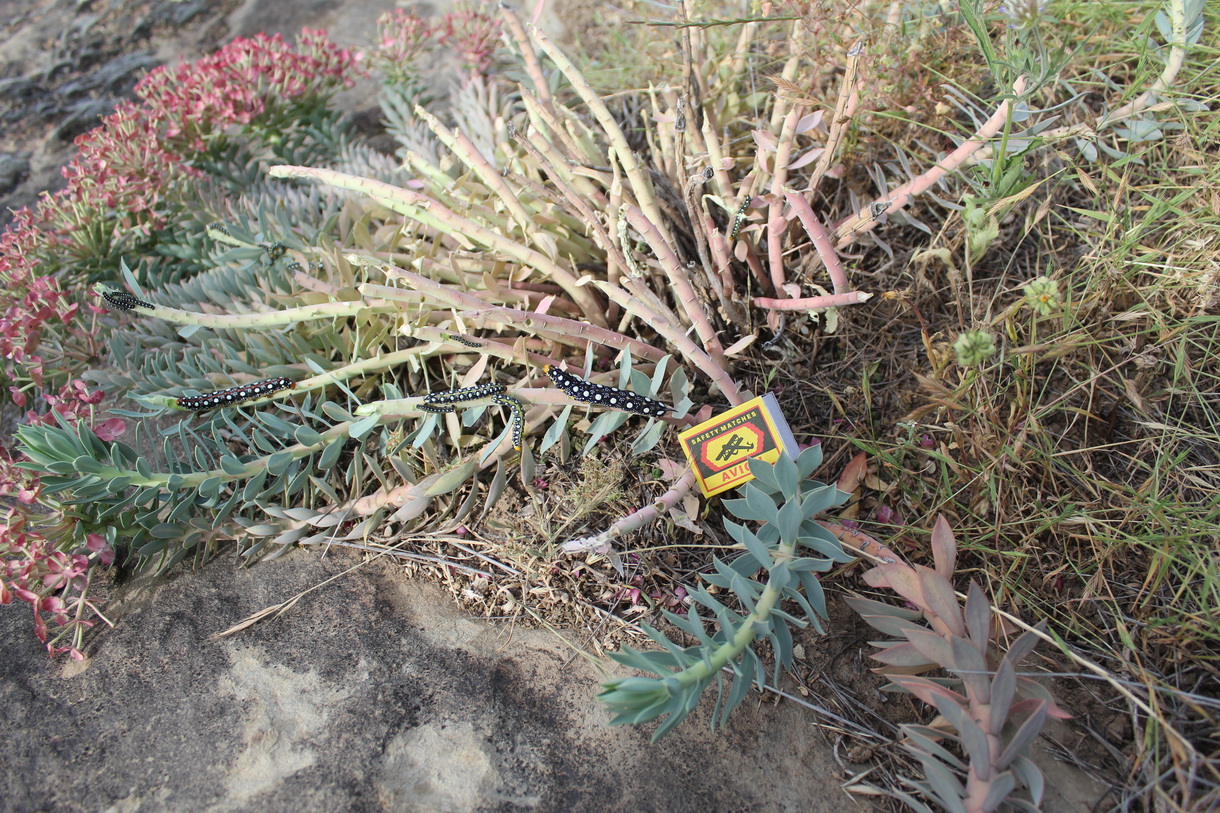 Изображение особи Euphorbia monostyla.