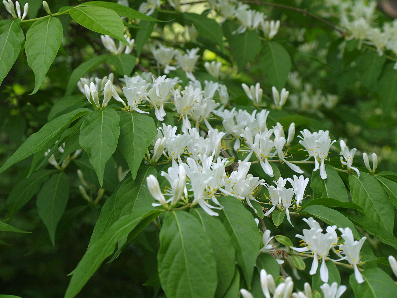 Изображение особи Lonicera maackii.