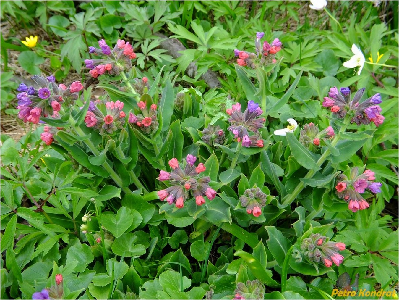 Изображение особи Pulmonaria mollis.