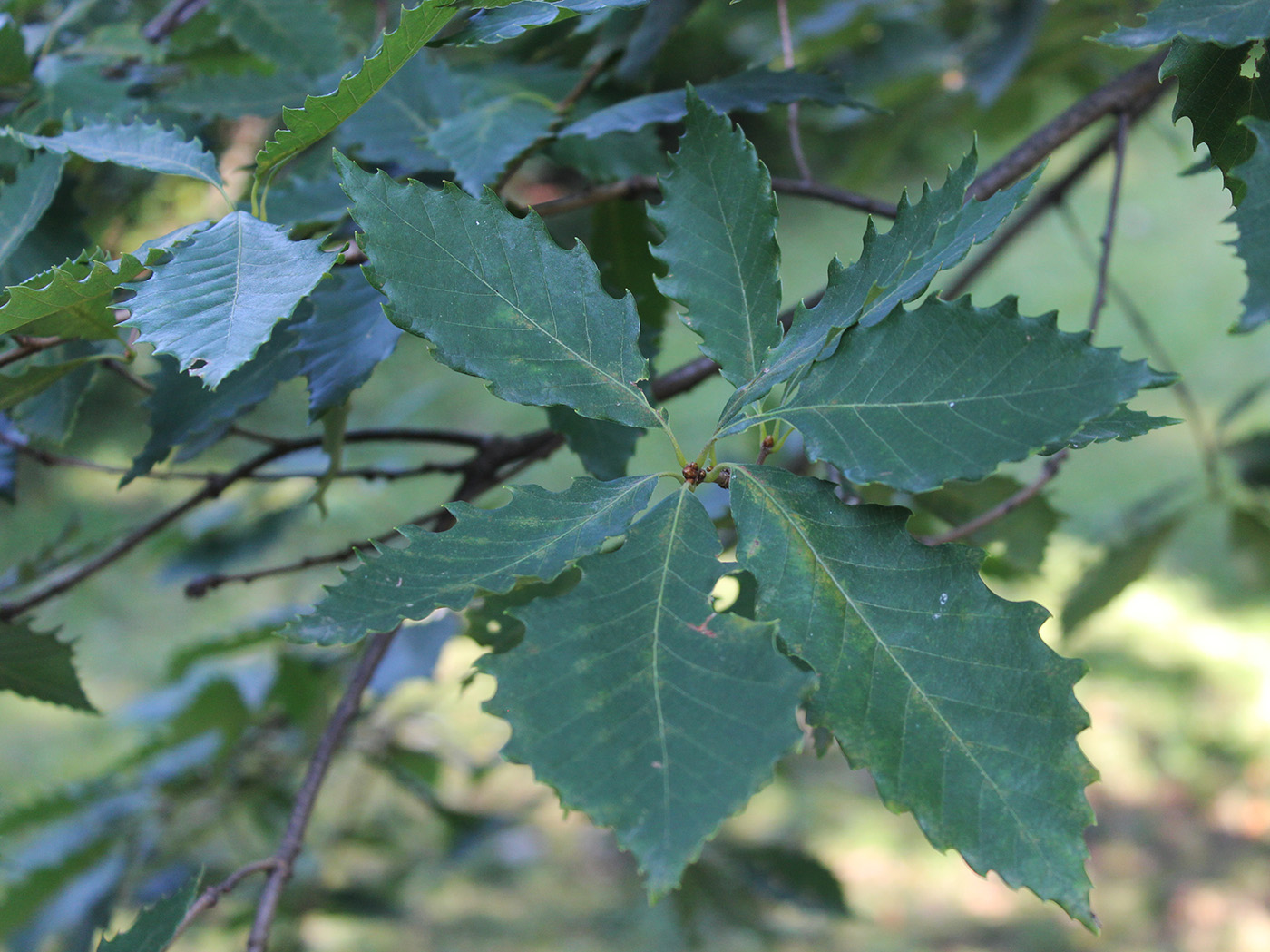 Image of Quercus serrata specimen.