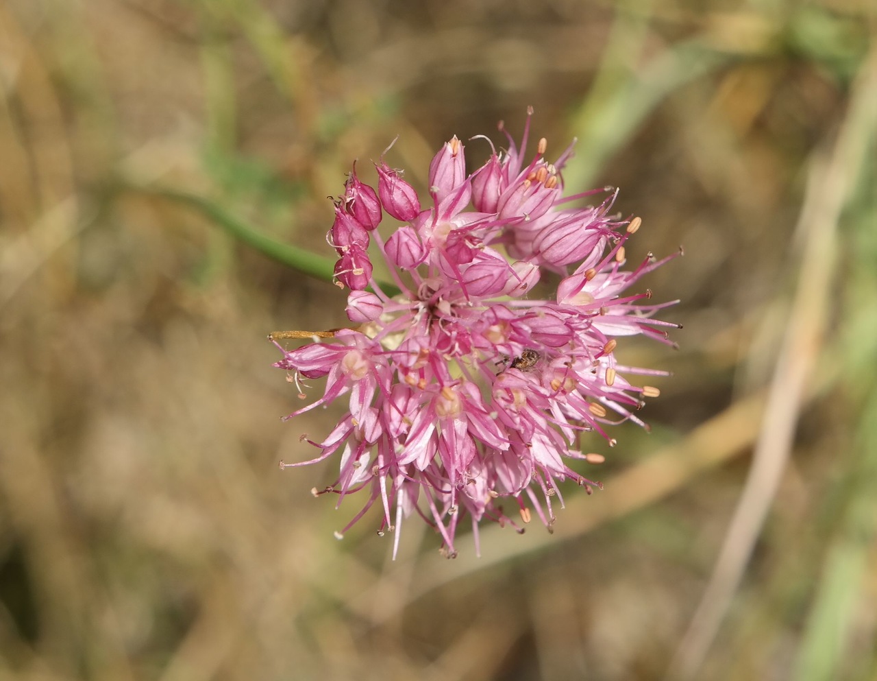 Image of Allium globosum specimen.