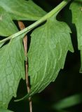 Valeriana officinalis. Доля листа (вид с абаксиальной стороны). Московская обл., Раменский р-н, пос. Кратово, на улице на краю канавы среди кустарников. 17.07.2018.