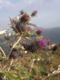 Cirsium euxinum