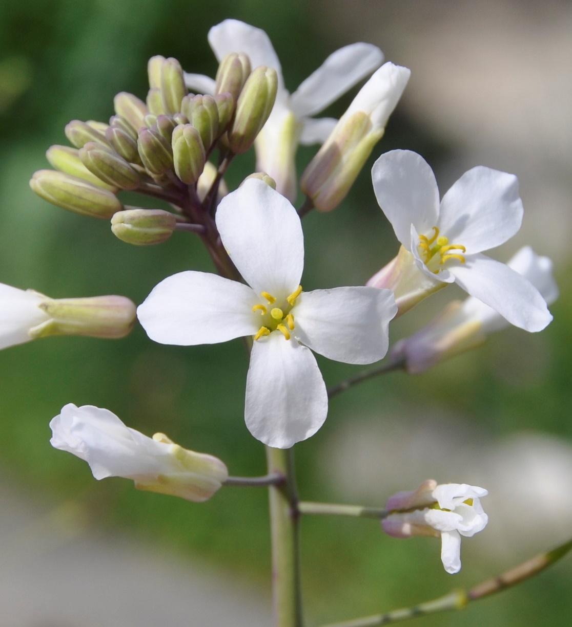 Изображение особи Brassica hilarionis.