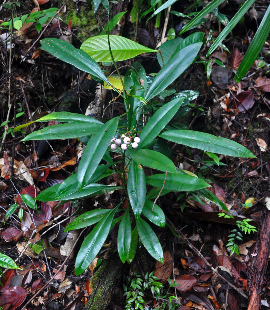 Изображение особи Euthemis leucocarpa.