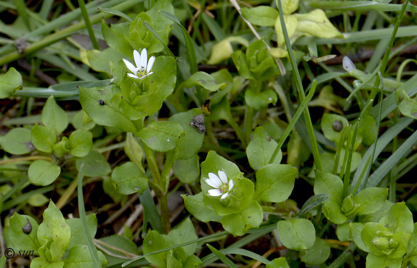 Изображение особи Stellaria neglecta.