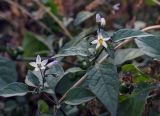 Solanum nigrum