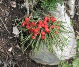 Ephedra monosperma