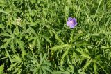 Geranium pratense. Цветок и листья. Ленинградская обл., Волосовский р-н, окр. дер. Пятая Гора, разнотравно-злаковый суходольный луг. 27.06.2020.