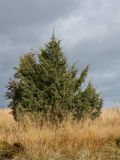 Juniperus communis. Активно растущее взрослое растение. Мурманская обл., Кандалакшский р-н, с. Ковда, пологая скальная возвышенность, зарастающий деревьями разнотравно-злаковый луг. 26.09.2021.