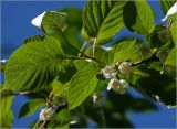 Actinidia kolomikta