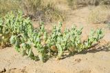 Atriplex dimorphostegia