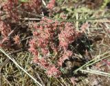 Sedum hispanicum