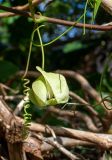 Passiflora maliformis