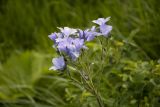 Linum lanuginosum