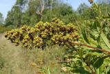 Spiraea salicifolia. Верхушки побегов с соплодиями. Хабаровский край, окр. г. Комсомольск-на-Амуре, край разнотравного луга. 03.08.2023.