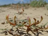 Astragalus erioceras