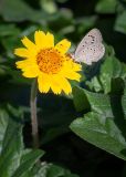 Tridax trilobata