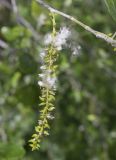 Populus alba. Соплодие с частично вскрывшимися коробочками. Испания, автономное сообщество Каталония, провинция Жирона, комарка Баш Эмпорда, муниципалитет Паламос, берег р. Ауби, посадки вдоль пешеходной тропы. 10.04.2024.