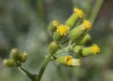 Senecio lividus. Распустившиеся и нераспустившиеся соцветия. Испания, автономное сообщество Каталония, провинция Жирона, комарка Баш Эмпорда, муниципалитет Санта-Кристина-де-Аро, окр. памятника Долмен ла-Кова-ден-Диана, дубовый (Quercus suber) лес, кучи растительного мусора от расчистки просеки. 21.04.2024.