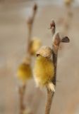 Salix lanata. Верхушка побега с распускающейся генеративной почкой. Мурманская обл., Североморский р-н, окр. пос. Росляково, свалка. 24.04.2011.