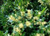 Buxus balearica. Ветви с цветками. Крым, Ялта, Никитский сад, в культуре. 6 мая 2011 г.