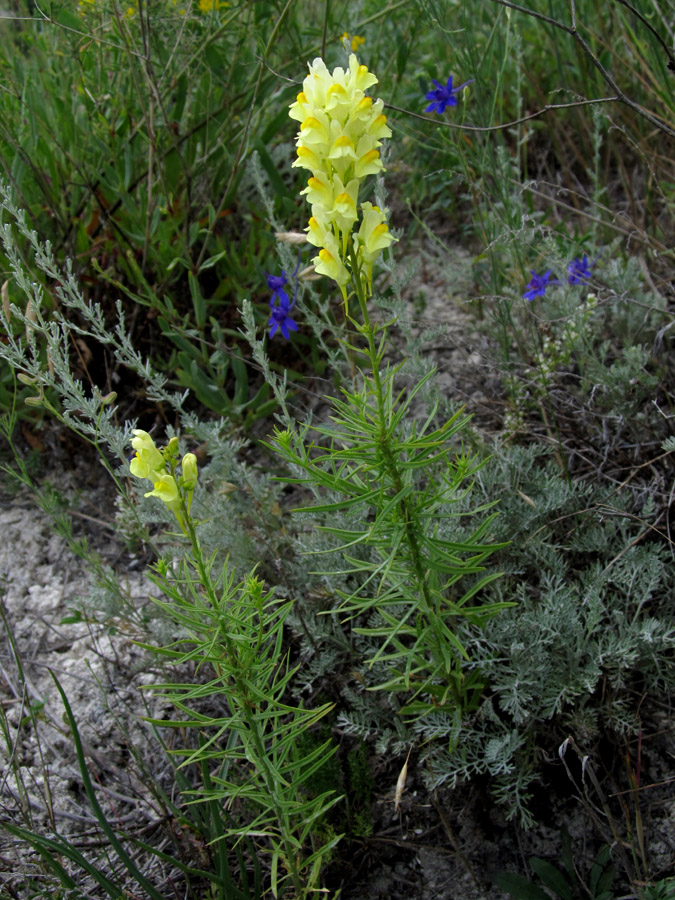 Изображение особи Linaria vulgaris.