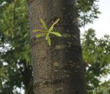Quercus phellos. Часть ствола молодого дерева с водяными побегами. Нидерланды, г. Venlo, \"Floriada 2012\". 11.09.2012.