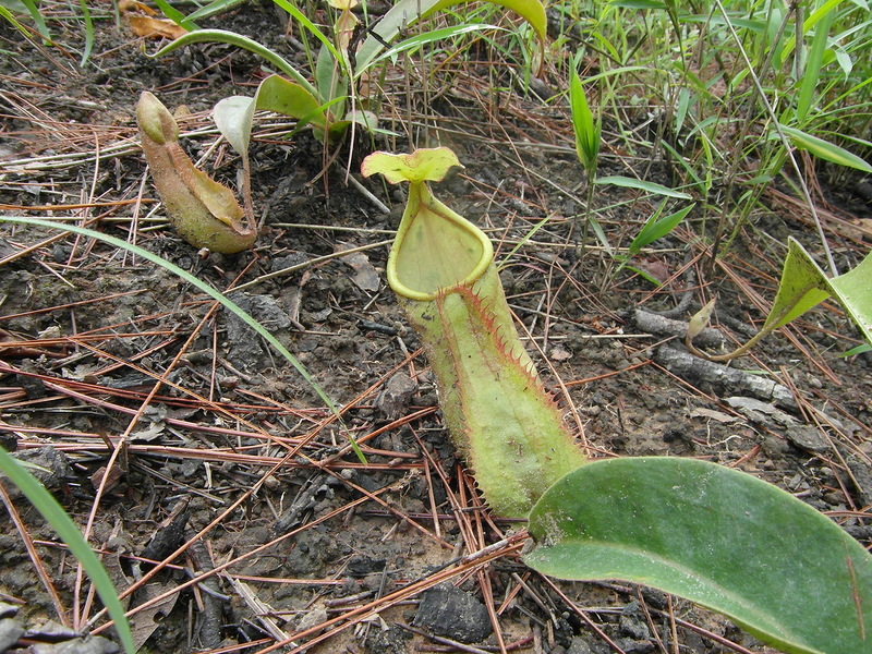 Изображение особи Nepenthes smilesii.