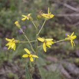 Ligularia narynensis. Верхушка растения с соцветиями. Южный Казахстан, Заилийский Алатау, выше Чимбулака, 2200 м н.у.м. 01.07.2013.