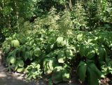 Rodgersia podophylla