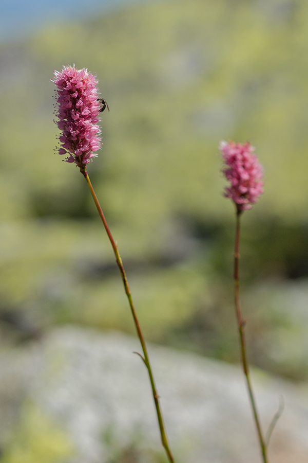 Изображение особи Bistorta carnea.