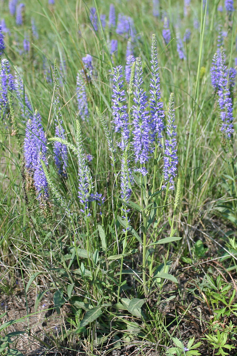 Image of Veronica spicata specimen.