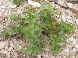 Crambe maritima