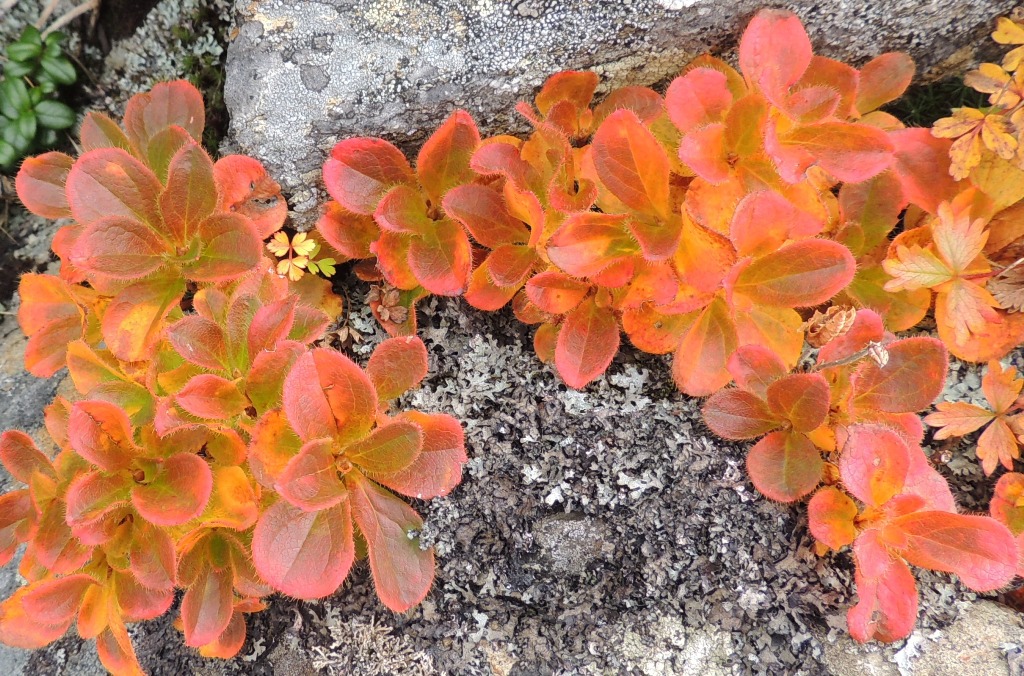 Image of Rhododendron camtschaticum specimen.