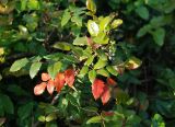 Mahonia aquifolium