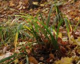 Carex pilosa. Растения в широколиственном лесу. Сев.-вост. окраина Курска, ур. Шуклинка, нагорная дубрава с примесью клена остролистного. 14.10.2014.