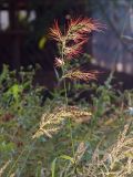 Echinochloa crus-galli