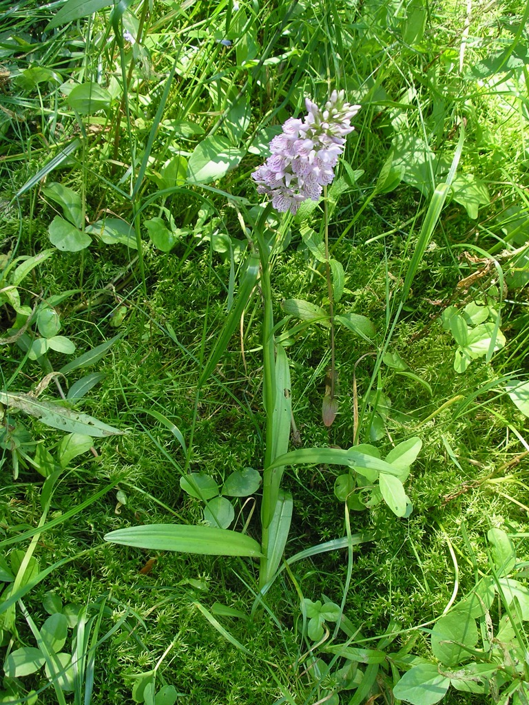 Изображение особи Dactylorhiza maculata.