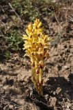 Orobanche sordida