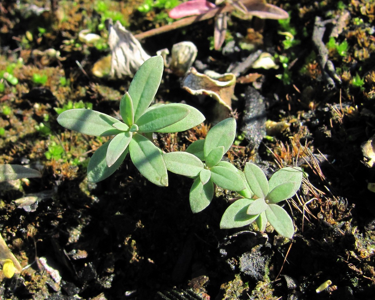 Image of Linaria vulgaris specimen.