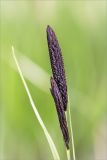 Carex acuta