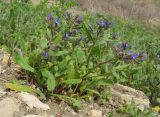 Anchusa pusilla. Цветущее растение. Краснодарский край, Темрюкский р-н, мыс Железный Рог, приморский обрывистый глинистый склон. 09.04.2016.