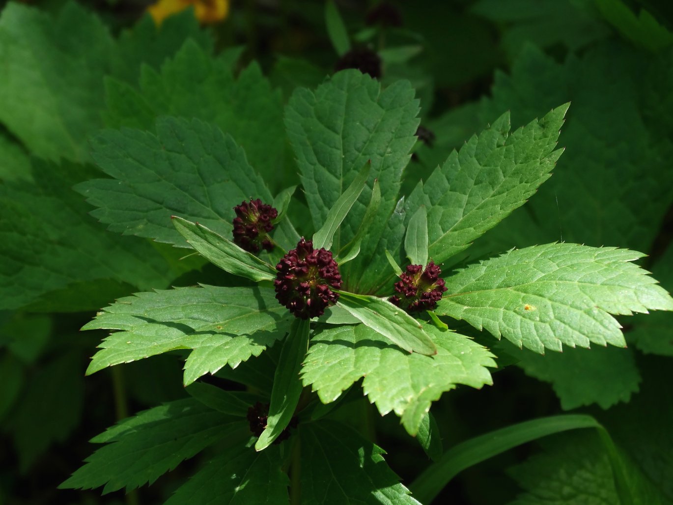 Изображение особи Sanicula rubriflora.