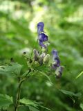 Aconitum taigicola. Верхушка цветущего растения. Приморье, окр. г. Находка, смешанный лес. 07.09.2016.