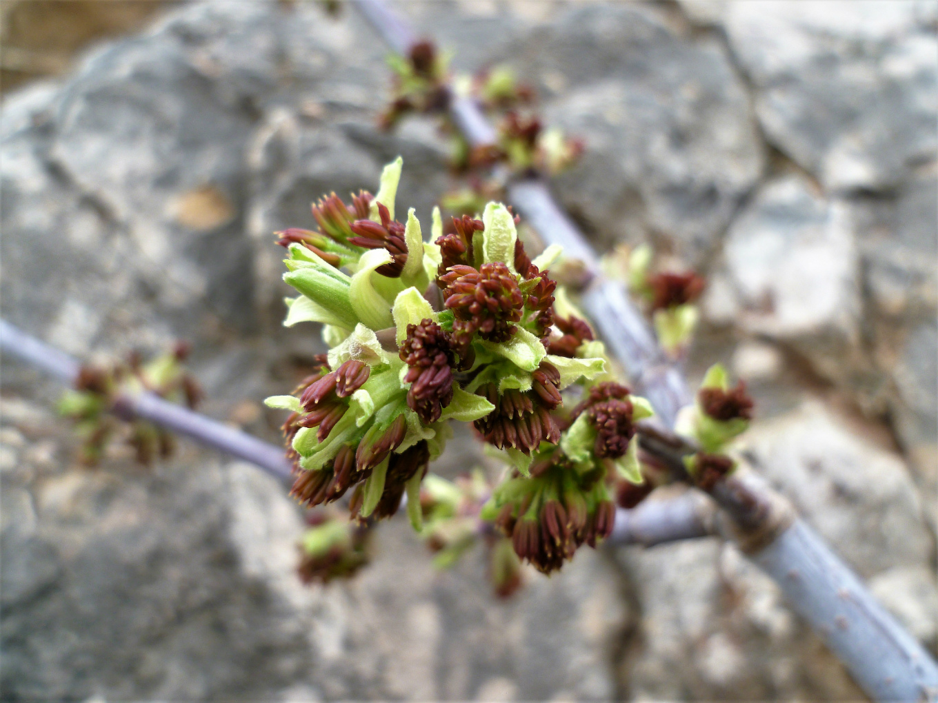 Image of Acer negundo specimen.