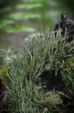 Cladonia cenotea. Талломы на гнилом пне. Москва, Новомосковский административный округ, Валуевский лесопарк, сфагновое болото, на кочке. 21.05.2016.