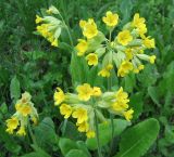 Primula veris. Соцветия. Калужская обл., окр. ст. Думиничи, луг. Май.