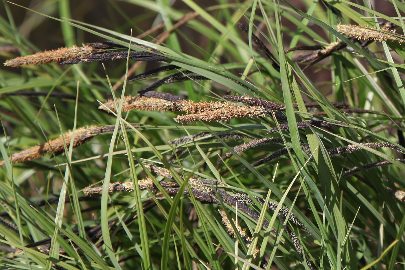 Изображение особи Carex acuta.