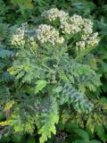 genus Achillea